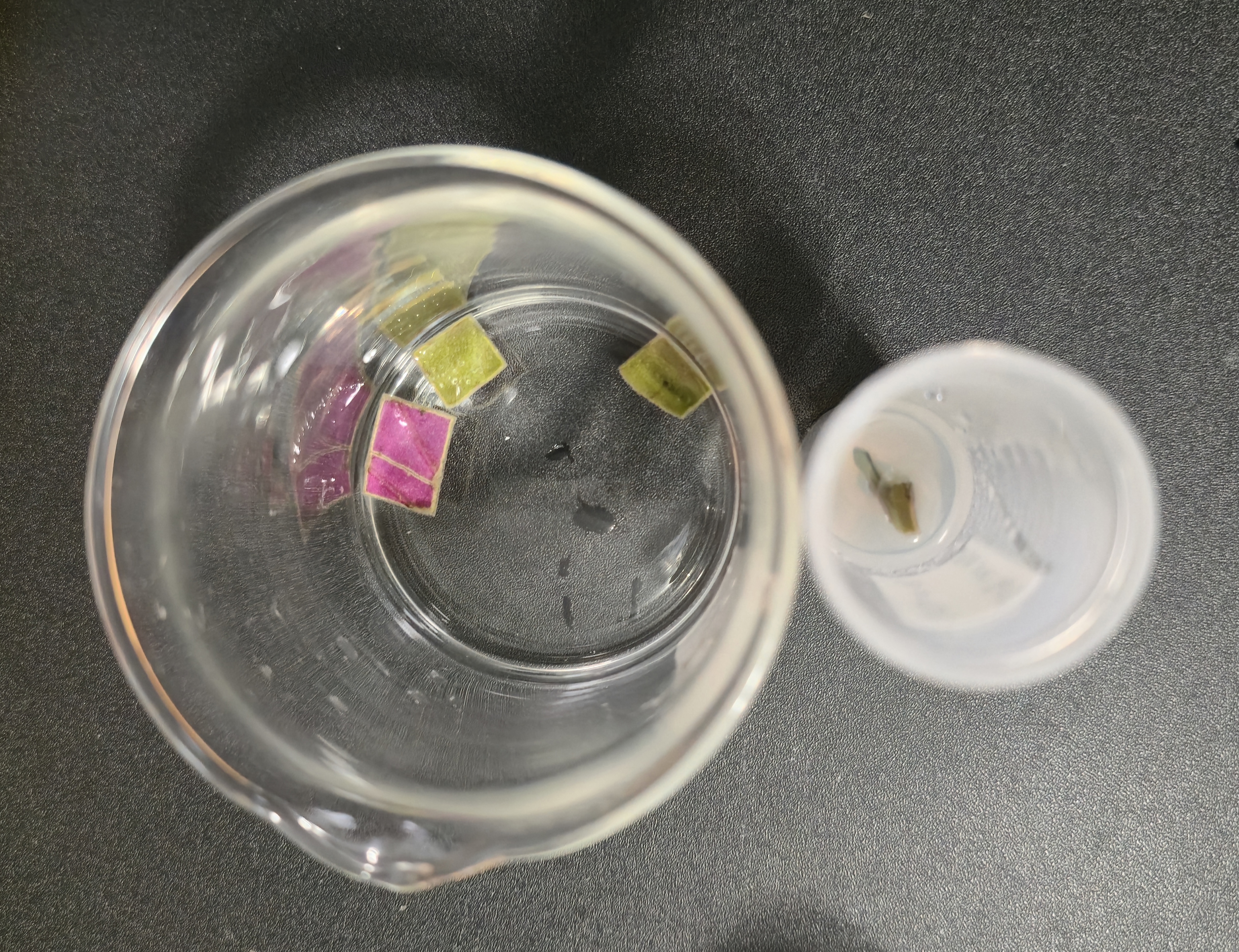 African Violet Planted Tube