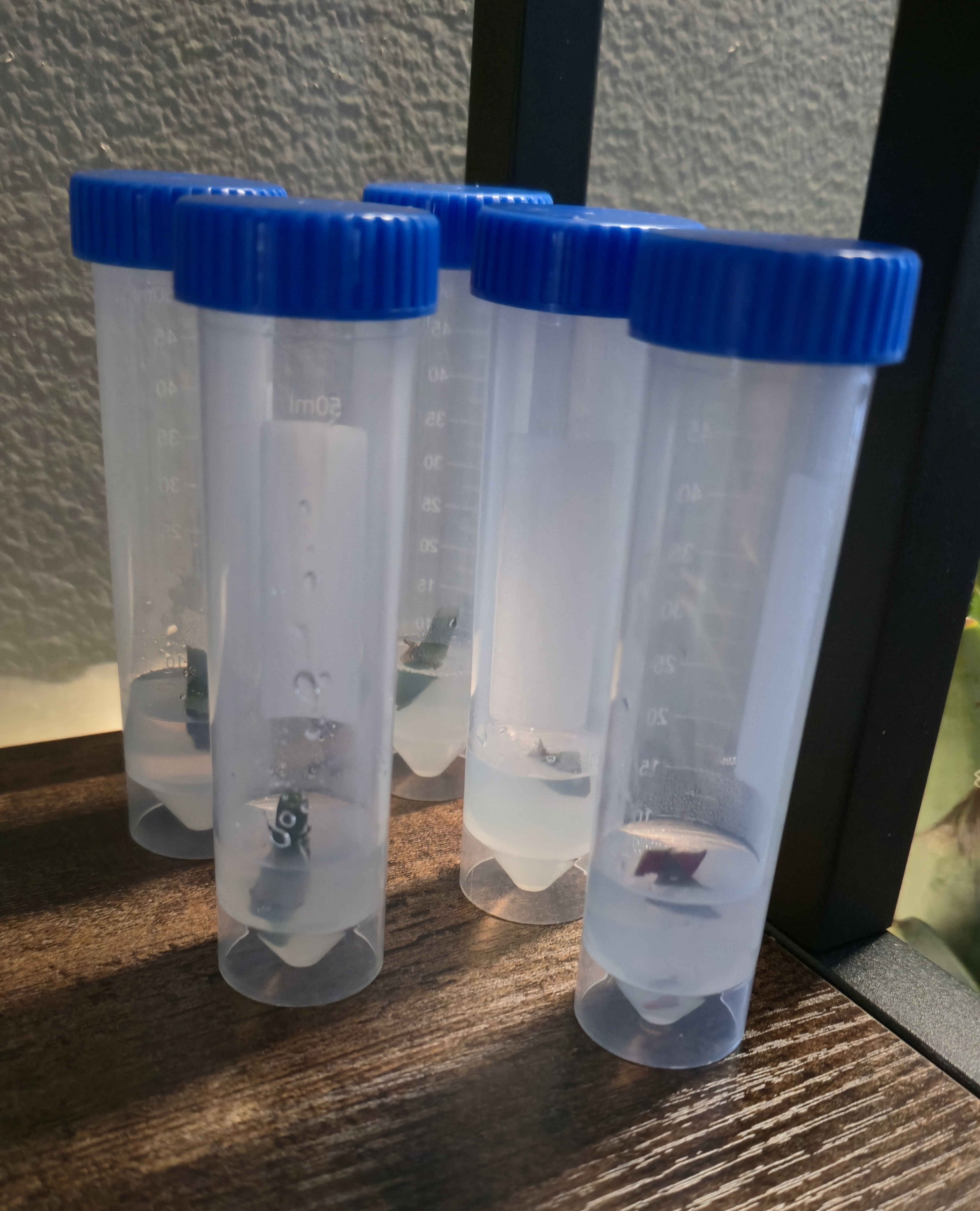 After Innoculation Period