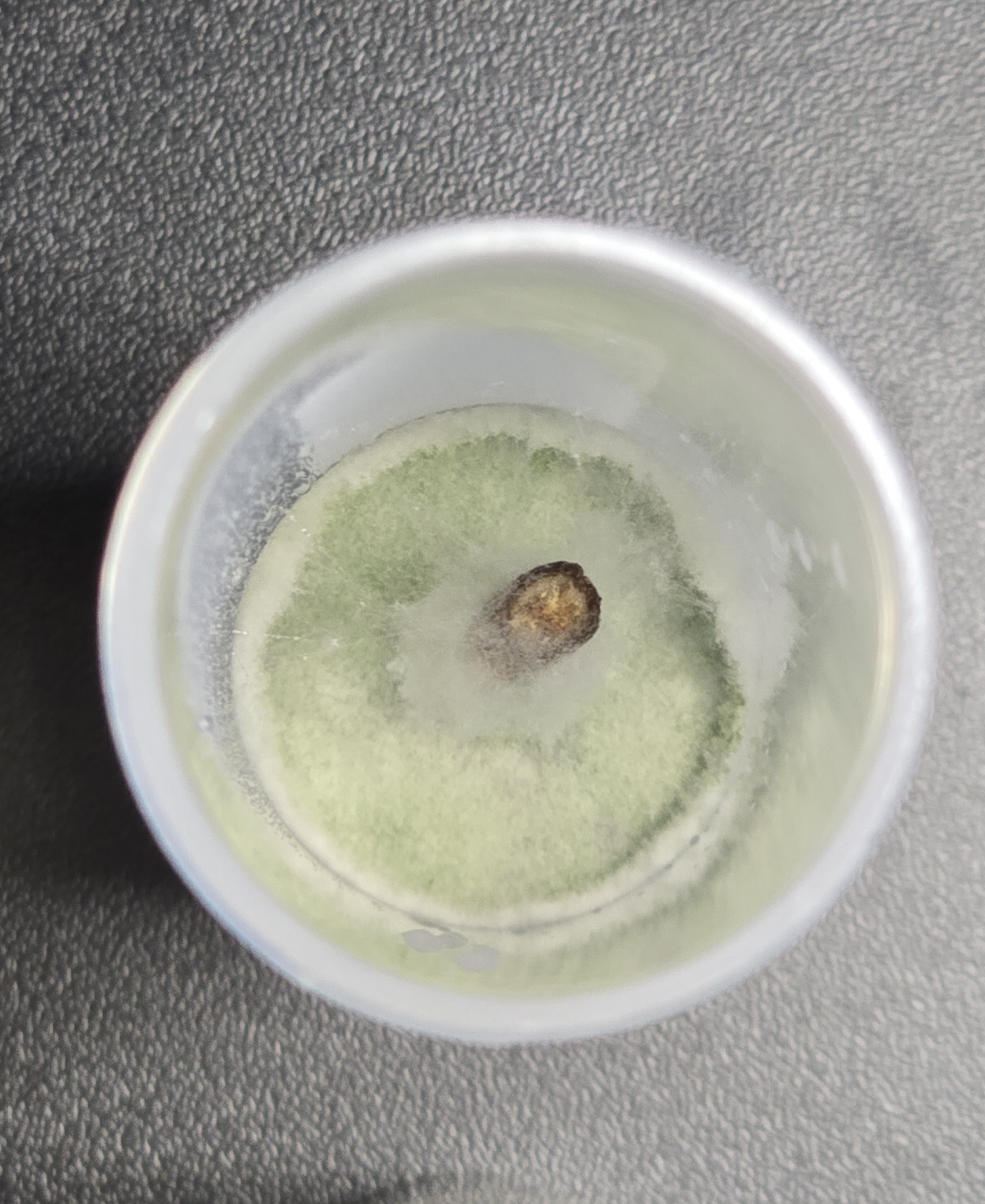 Contamination Example 1