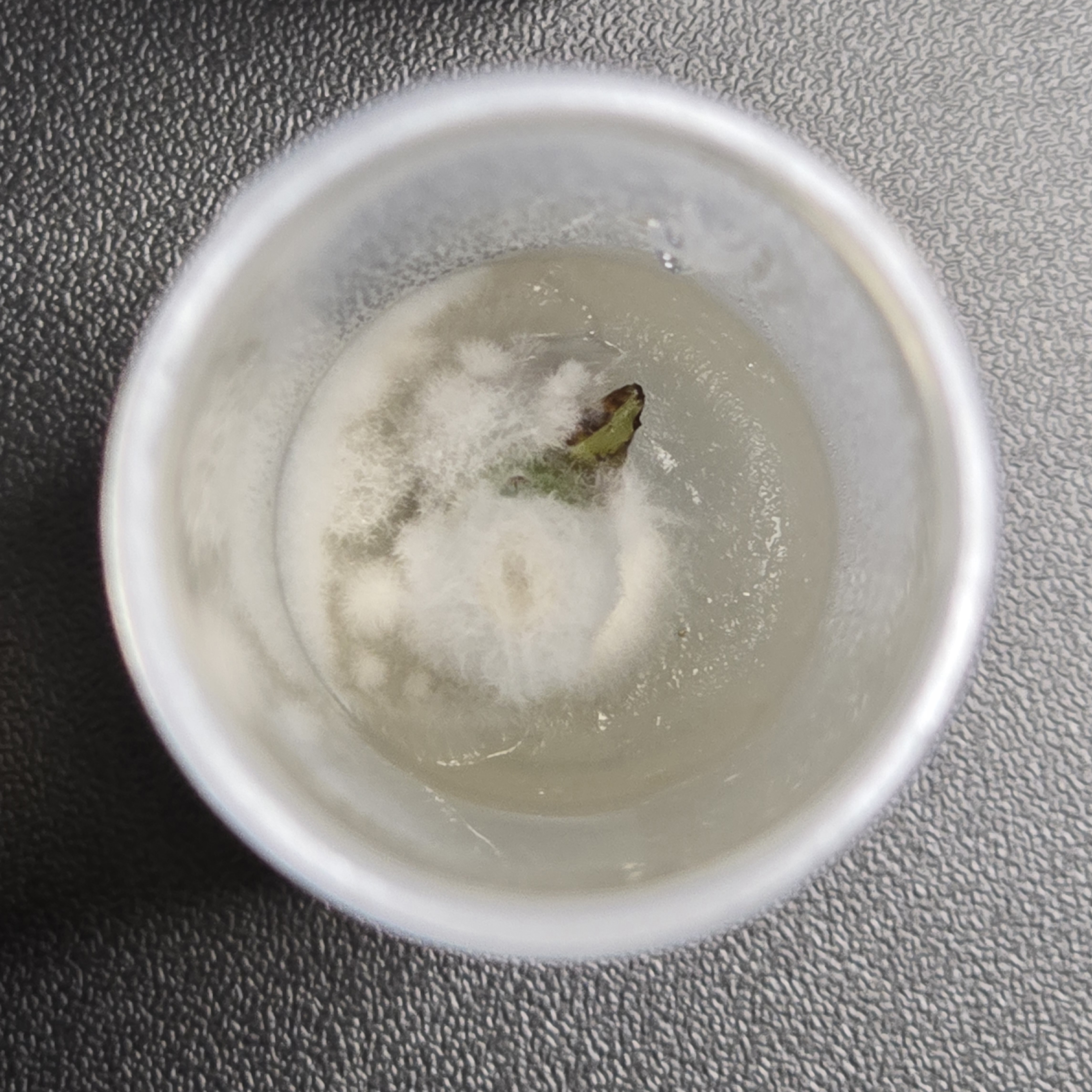 Contamination Example 2