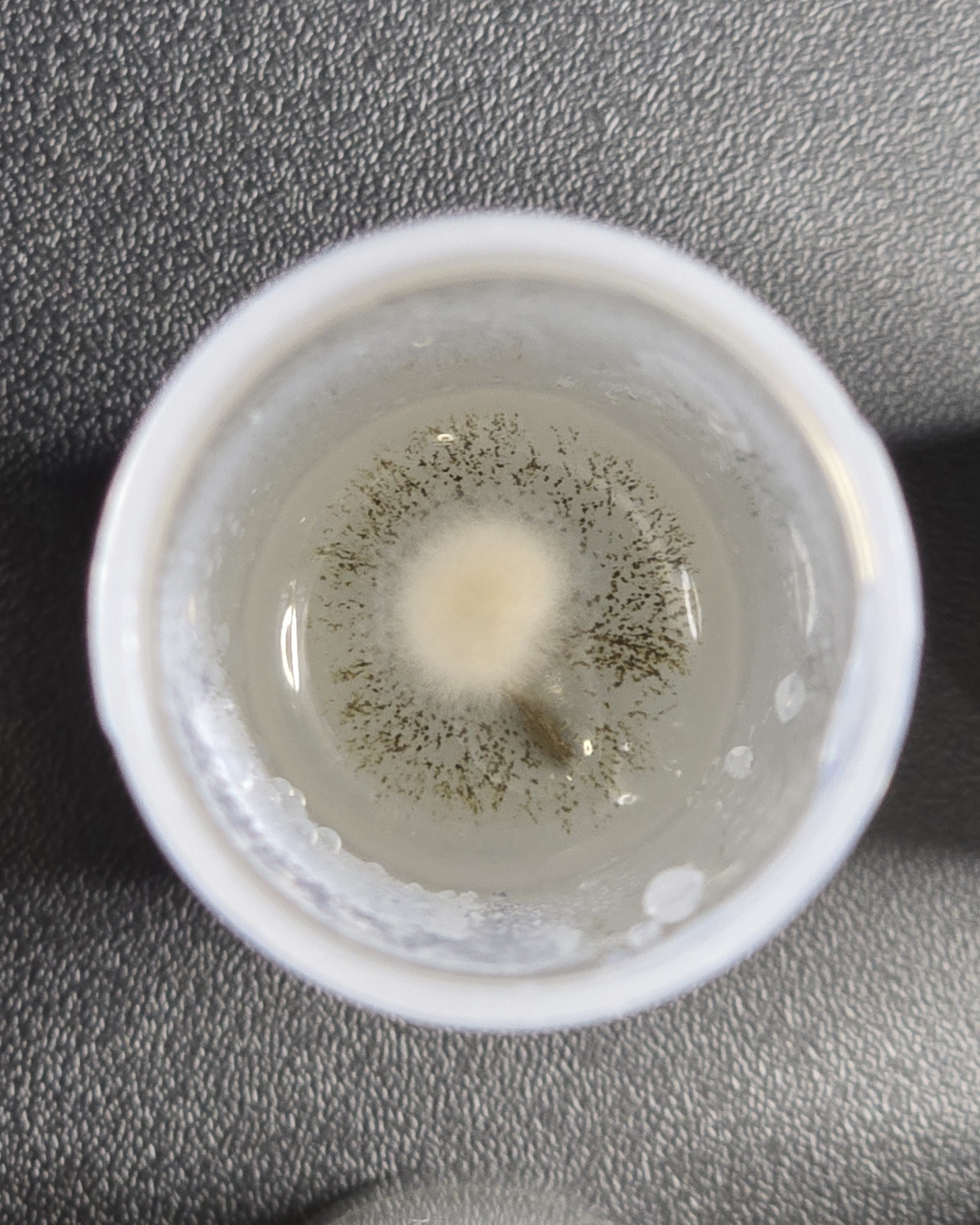 Contamination Example 3