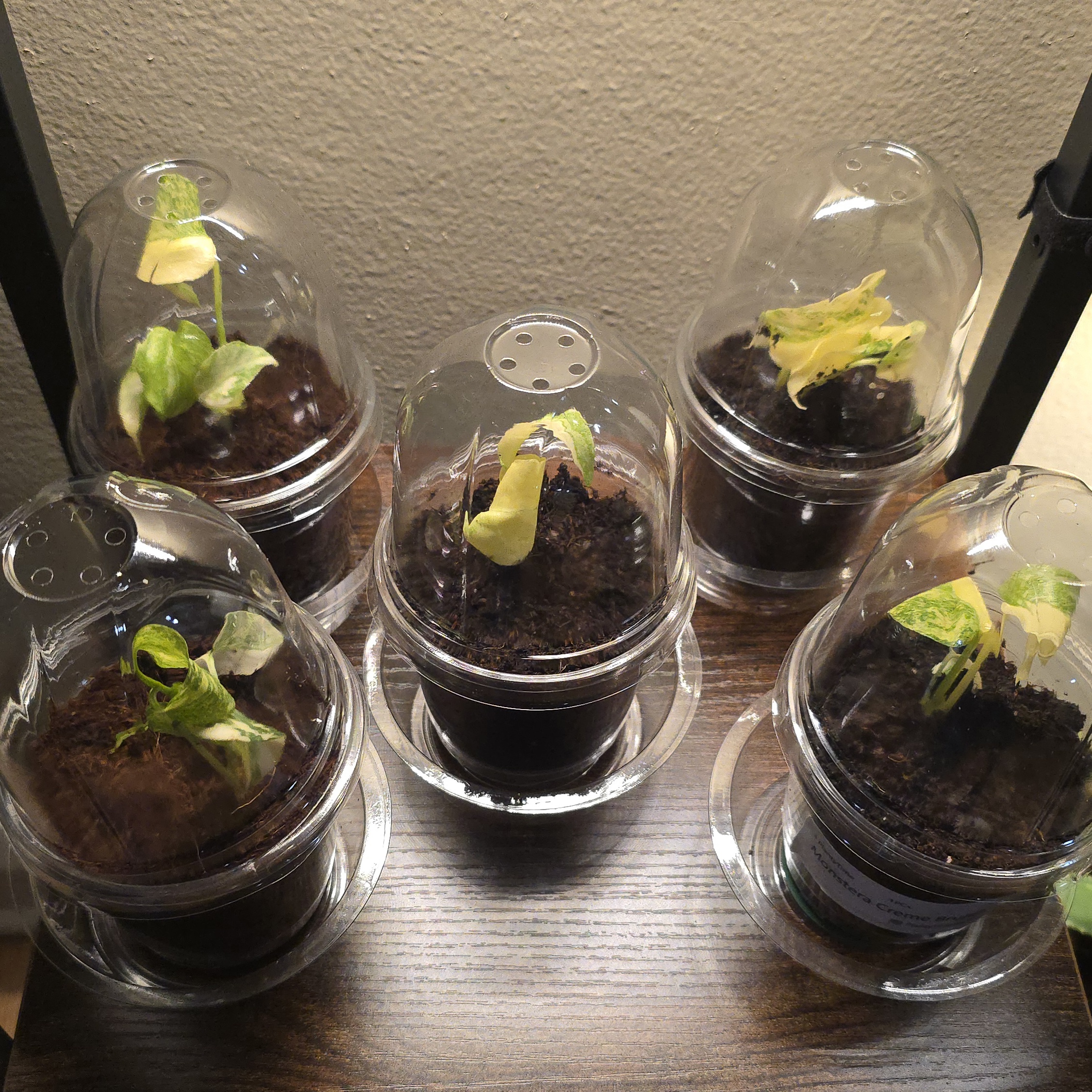 Nursery Pots with Humidity Domes