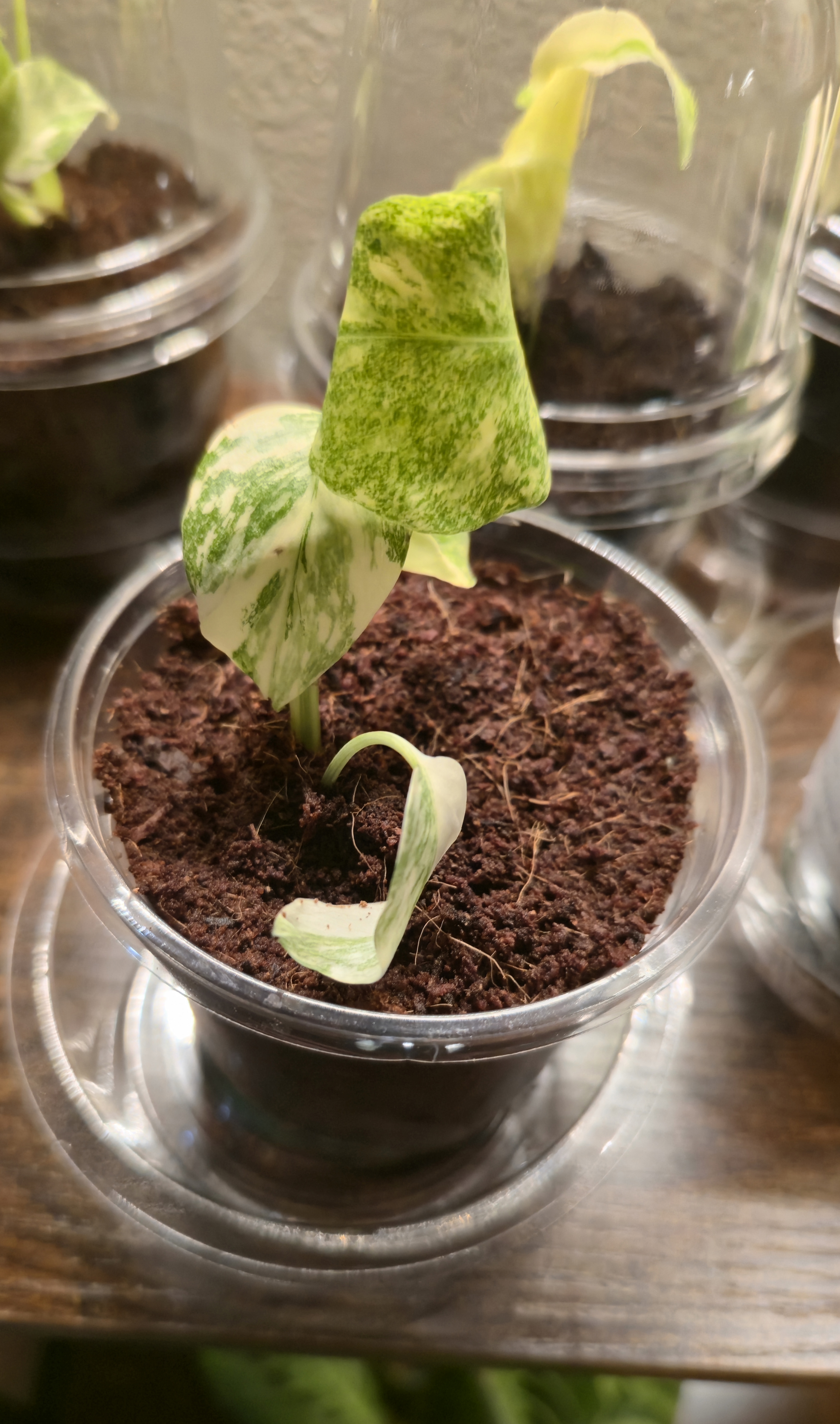 Planted Monstera Creme Brulee TC Plants