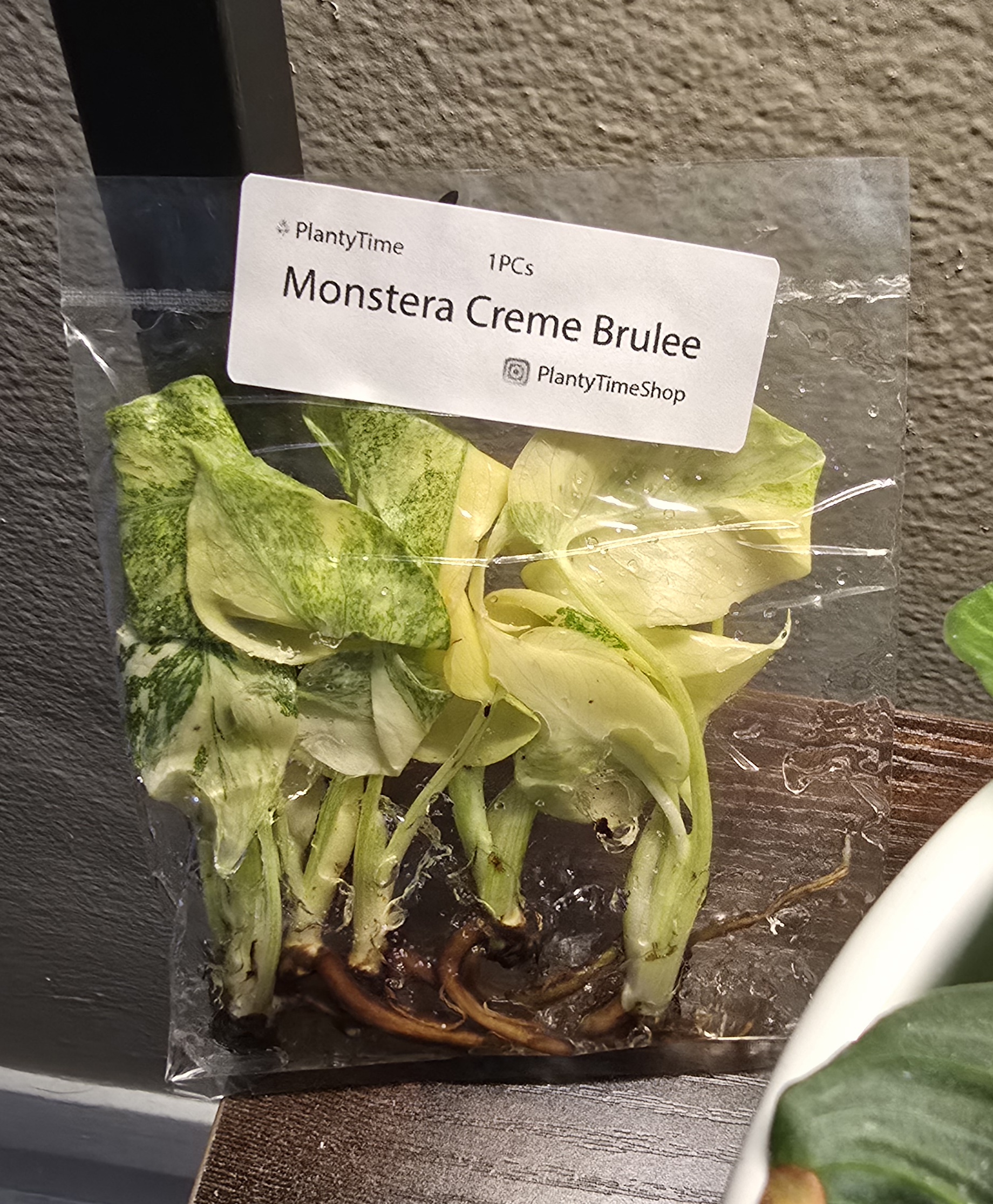 Monstera Creme Brulee TC Plants