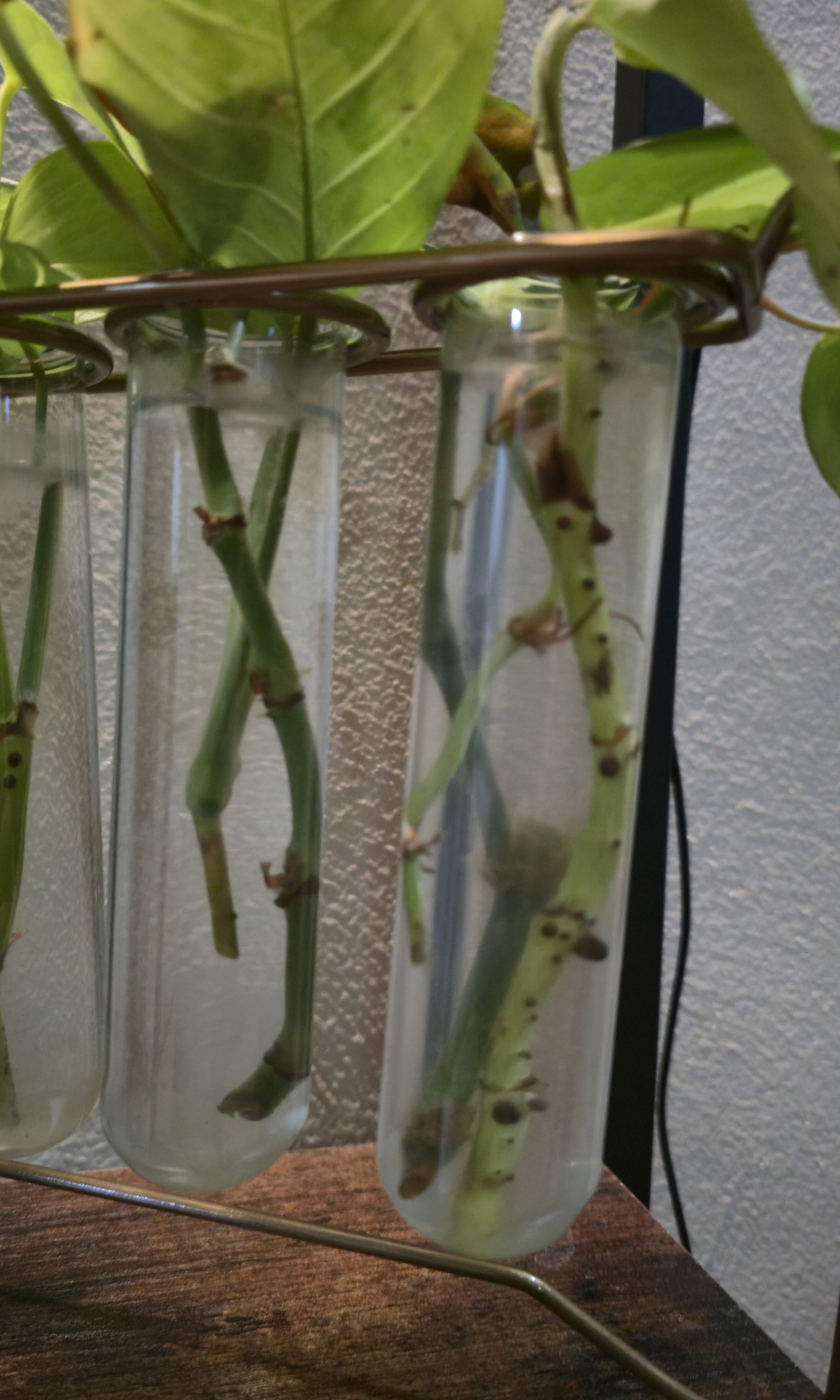 Image of rooting station without copper