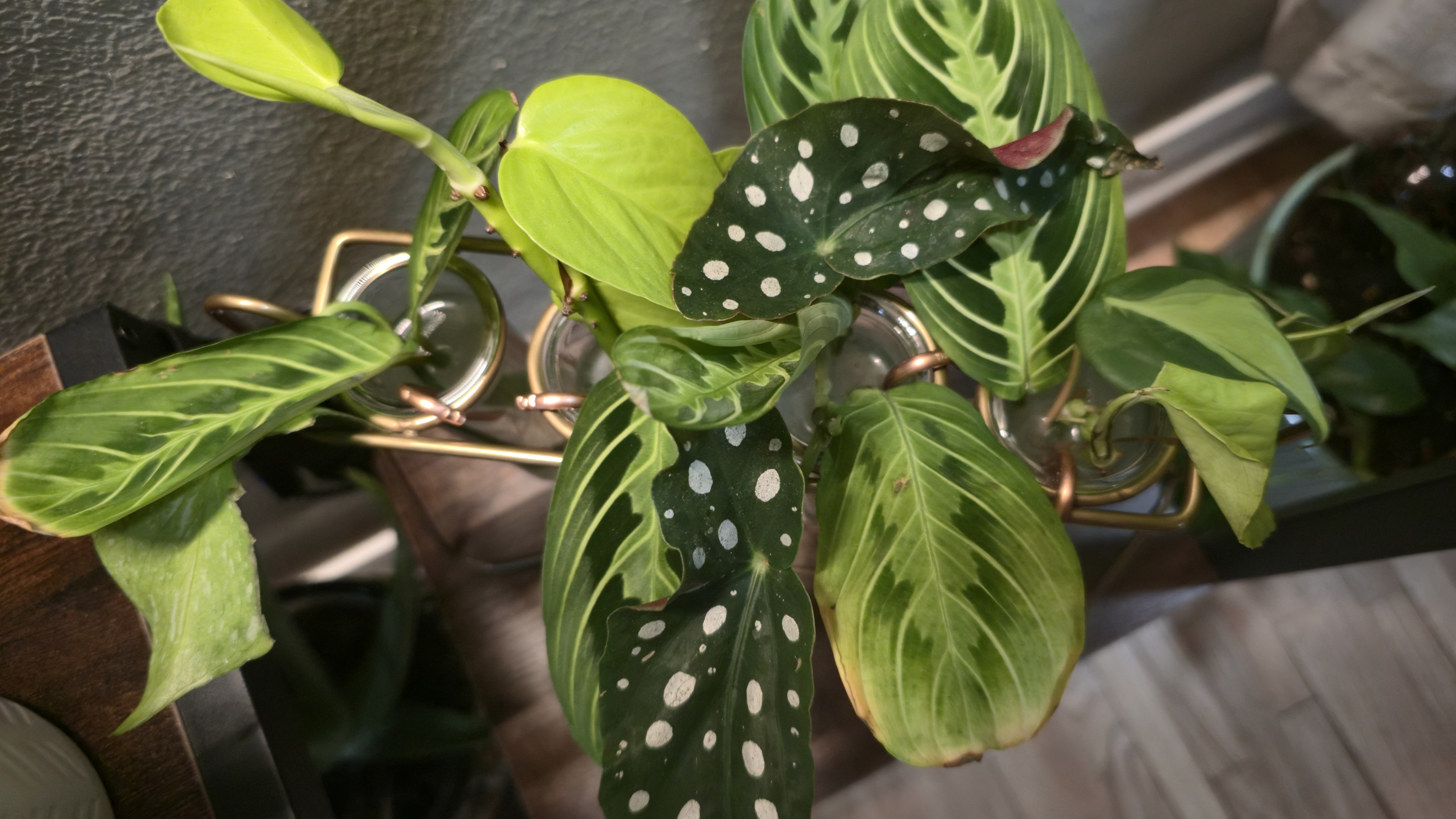 Image of rooting station with copper