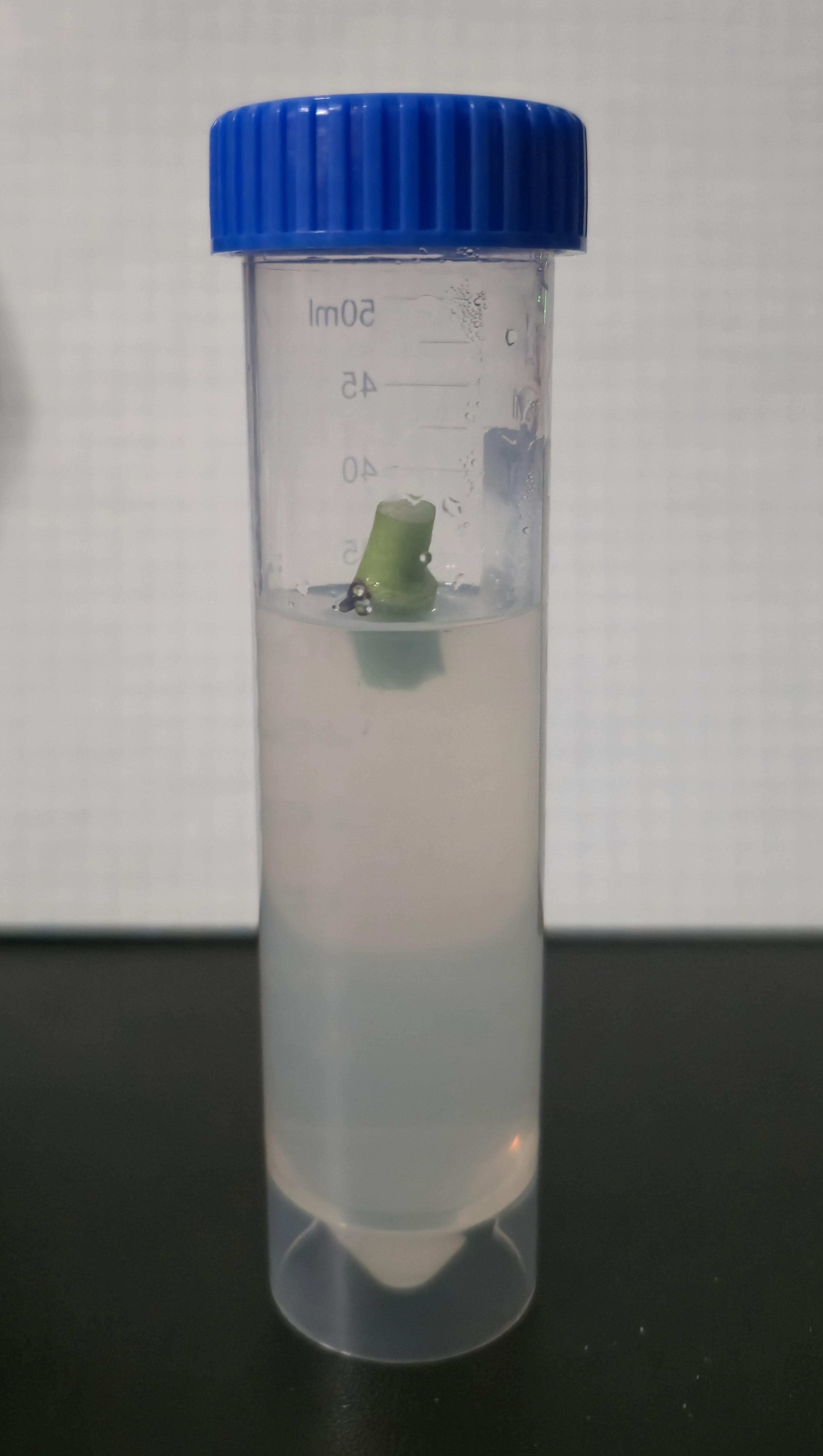 Monstera Explants in Growth Medium