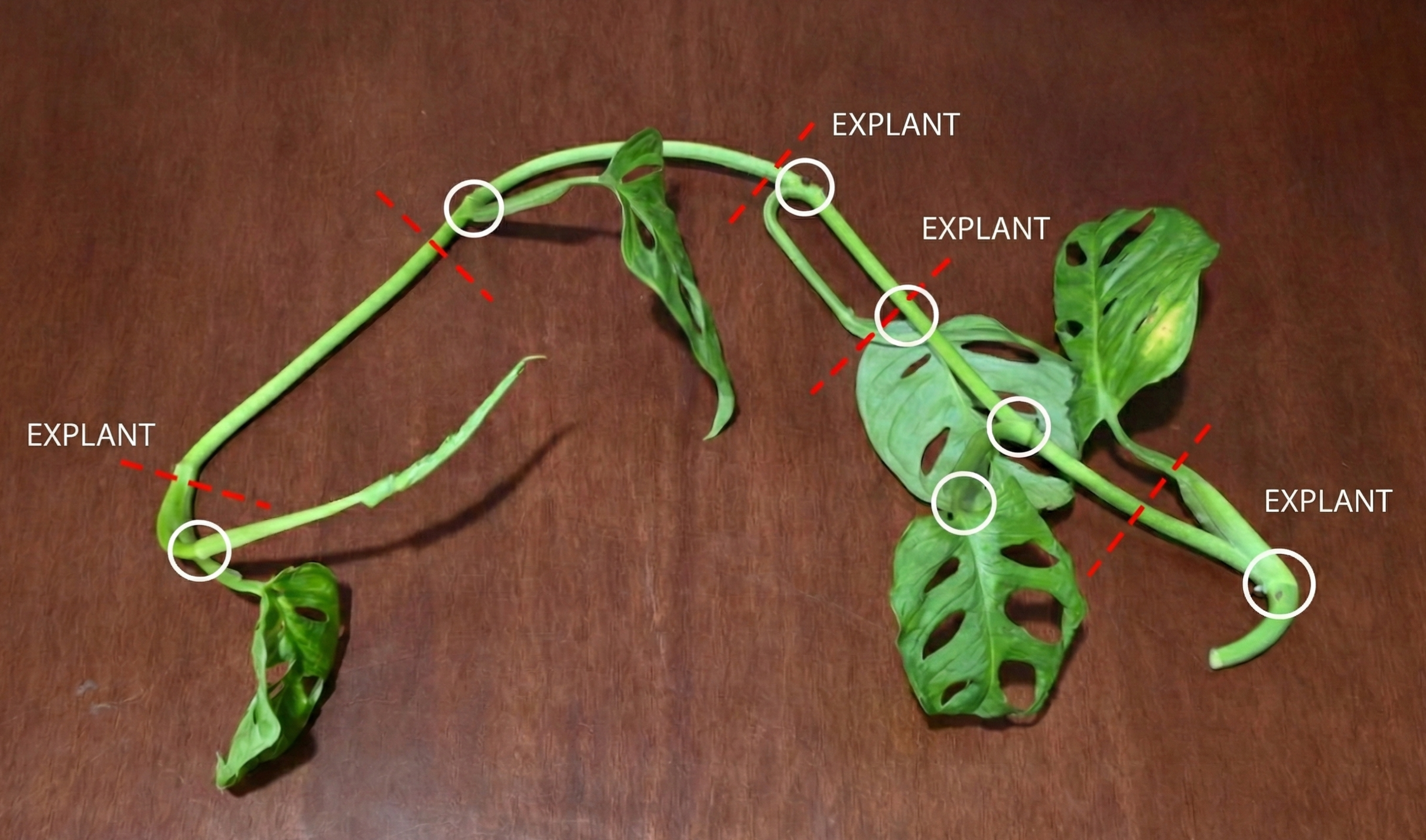 Monstera Vine Cutting