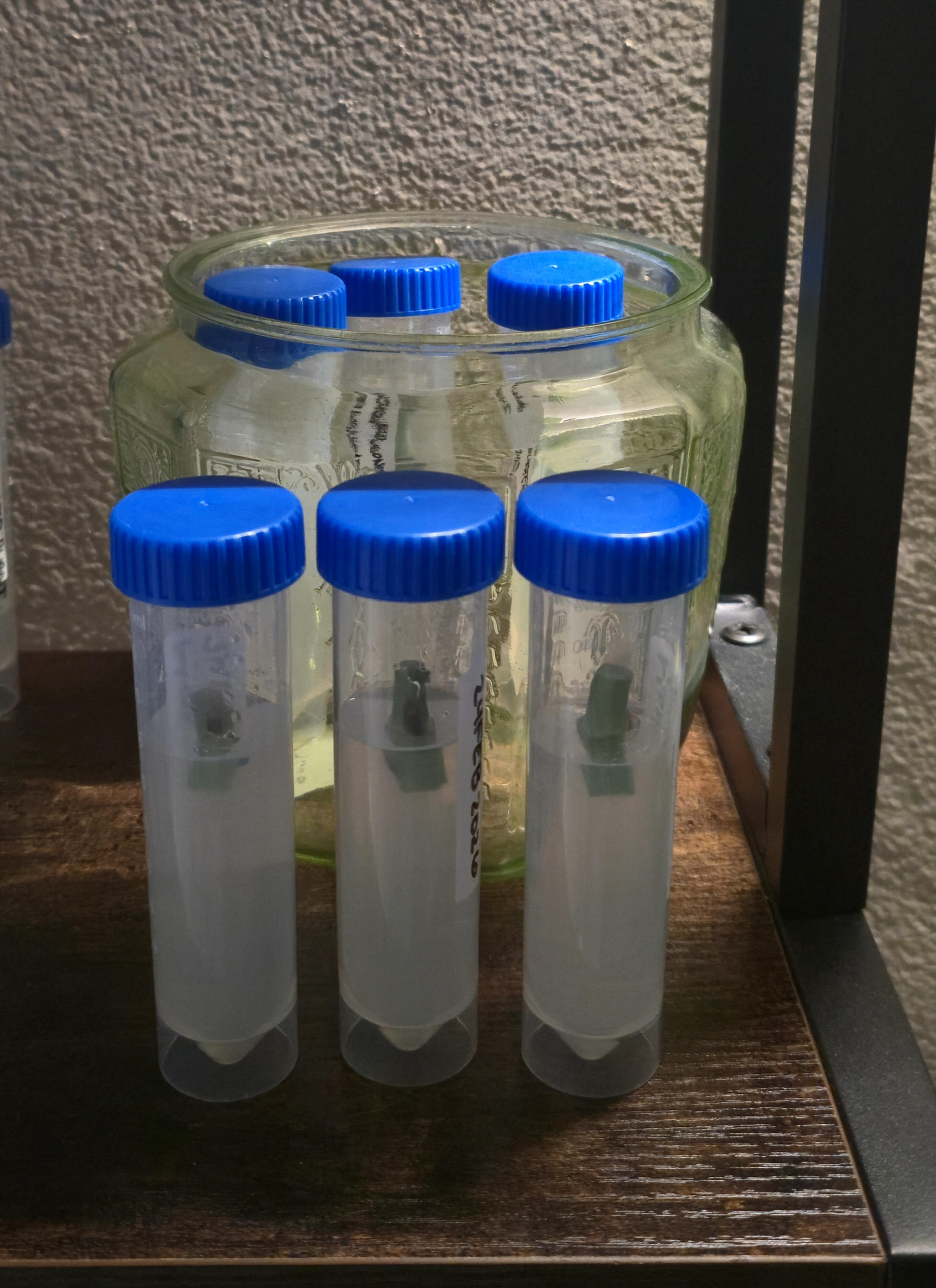 Monstera Explants in Uranium Glass Vessel