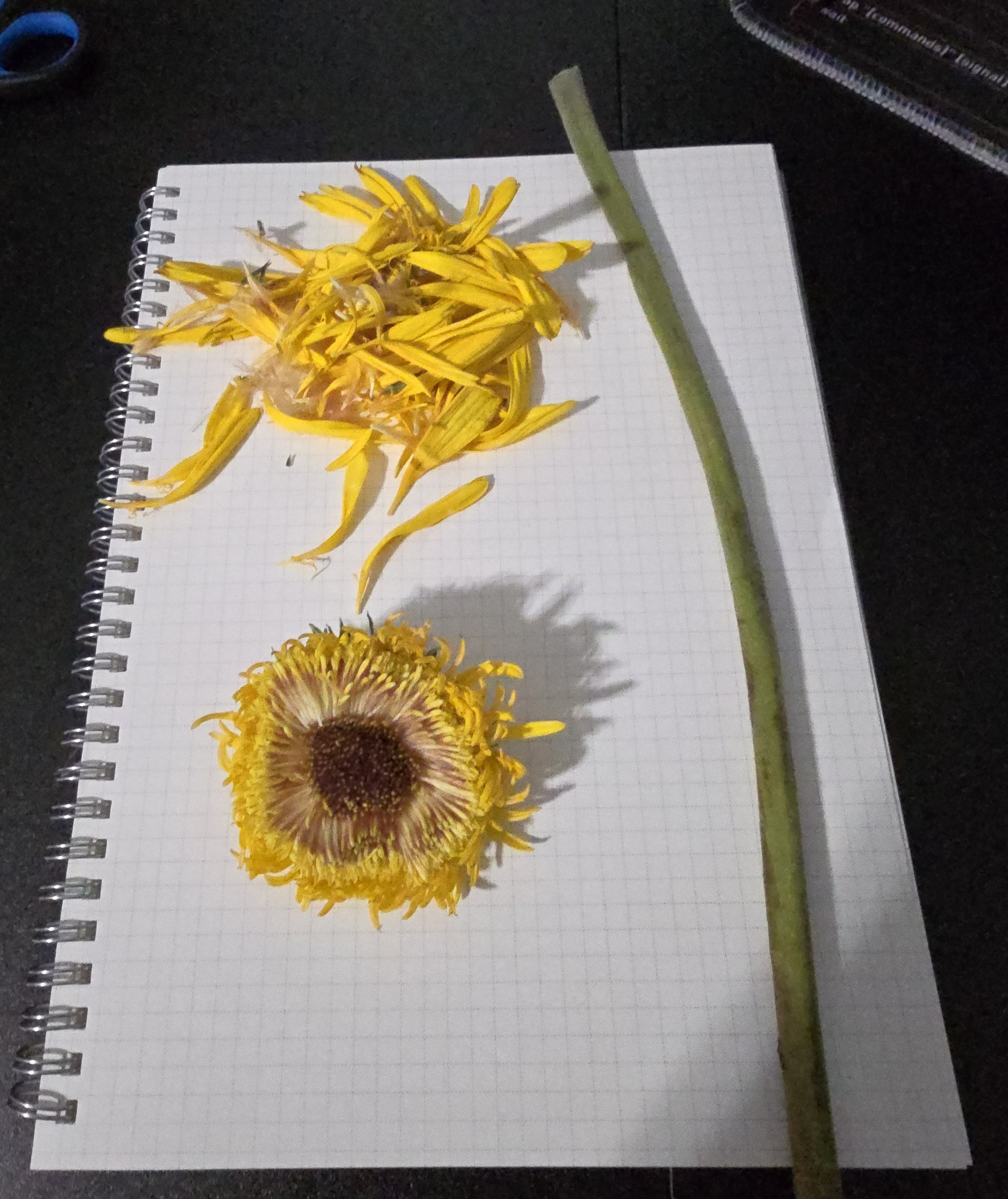Dissected Gerber Daisy