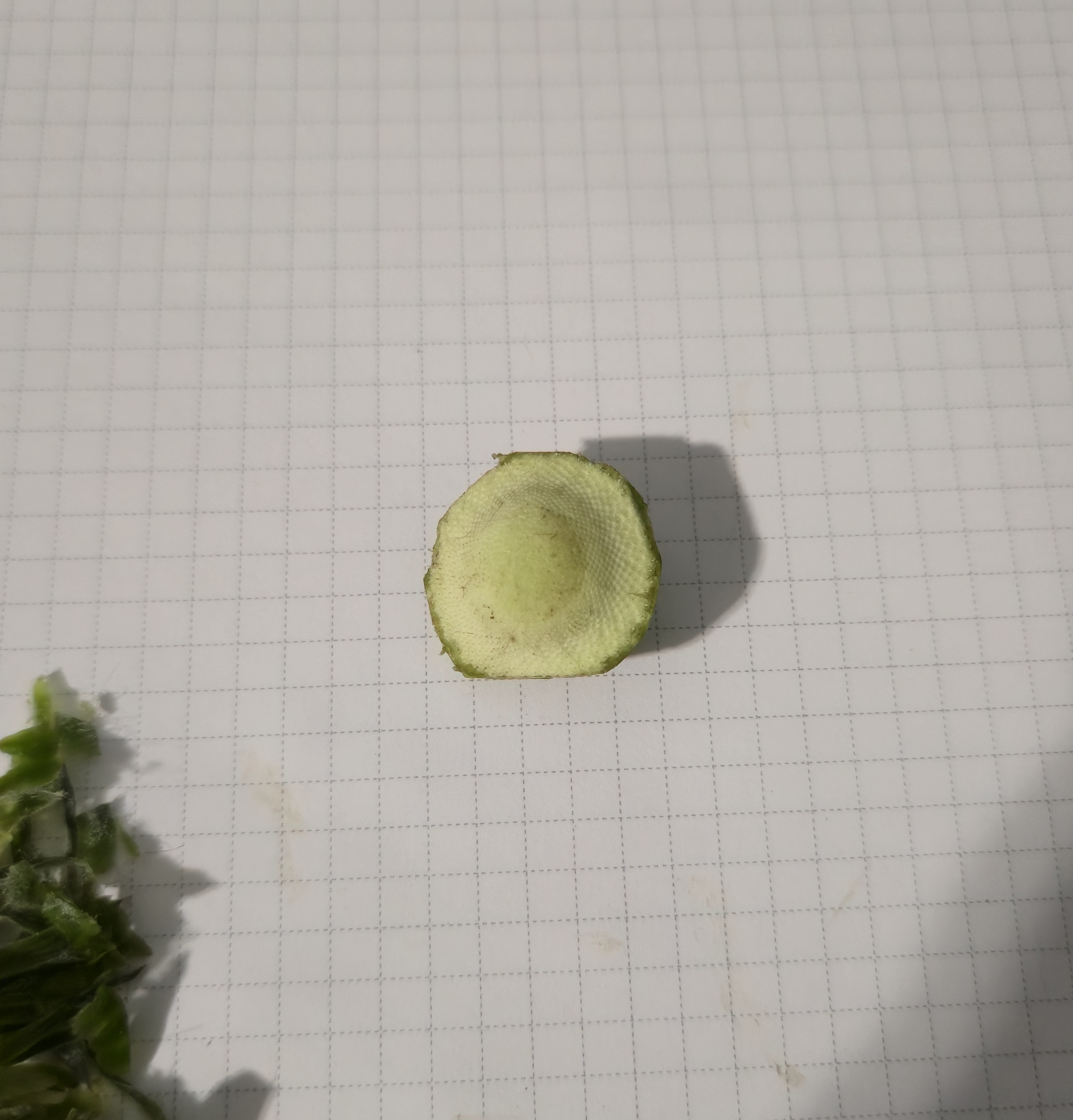 Dissected Gerber Daisy