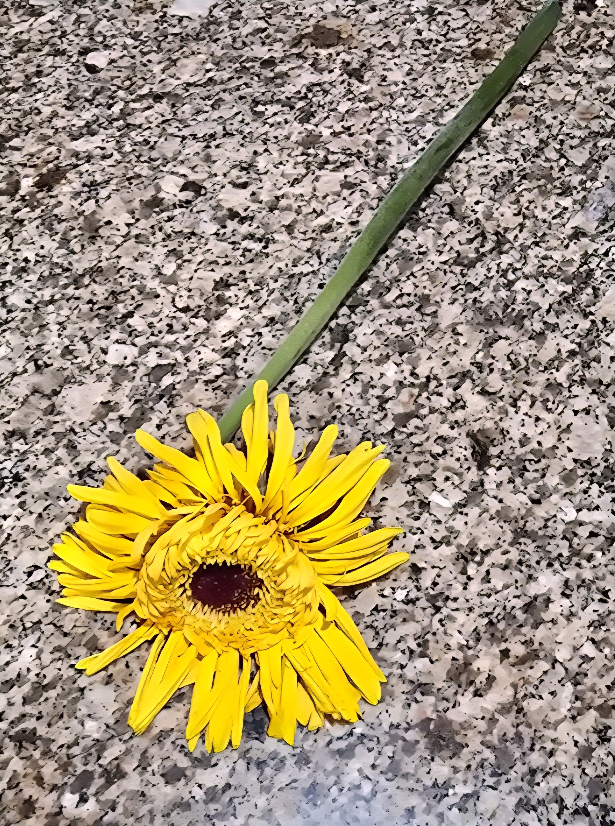 Gerber Daisy Specimen
